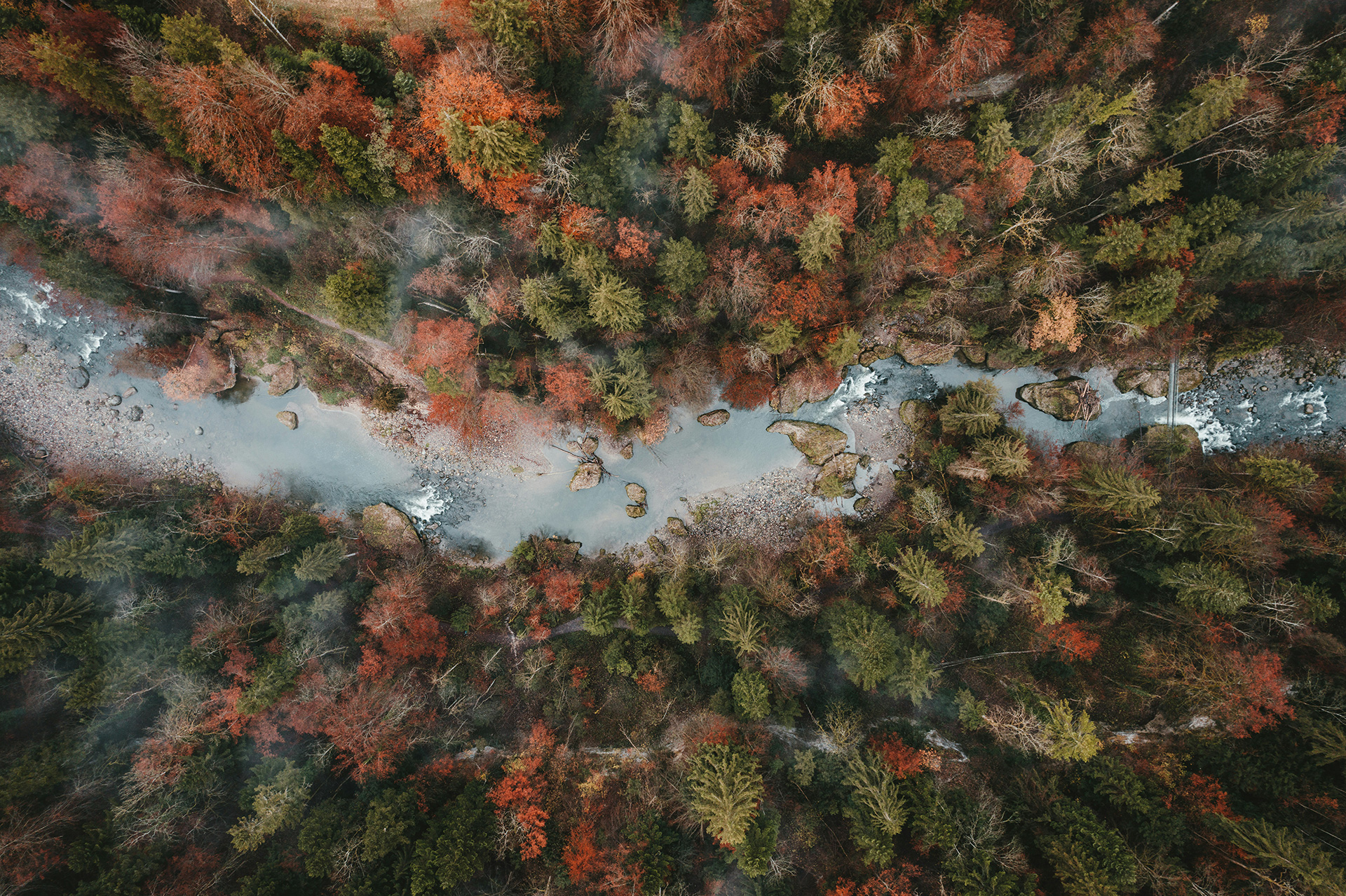 Aerial view of a forest with a river flowing through it